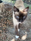 Katniss & KungPao#1747-Offered by Owner - Siamese