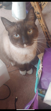 Katniss & KungPao#1747-Offered by Owner - Siamese