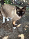 Katniss & KungPao#1747-Offered by Owner - Siamese