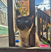 Katniss & KungPao#1747-Offered by Owner - Siamese