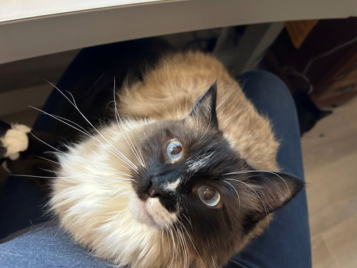 LOTUS #1748 - Offered by Owner - Siamese