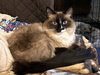 LOTUS #1748 - Offered by Owner - Siamese