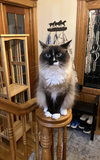 LOTUS #1748 - Offered by Owner - Siamese