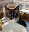 LOTUS #1748 - Offered by Owner - Siamese