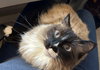 LOTUS #1762 - Offered by Owner - Siamese