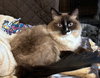 LOTUS #1762 - Offered by Owner - Siamese