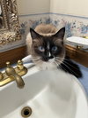 LOTUS #1762 - Offered by Owner - Siamese