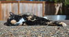 KITTY #1749 - Offered by Owner - Senior
