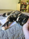 KITTY #1749 - Offered by Owner - Senior
