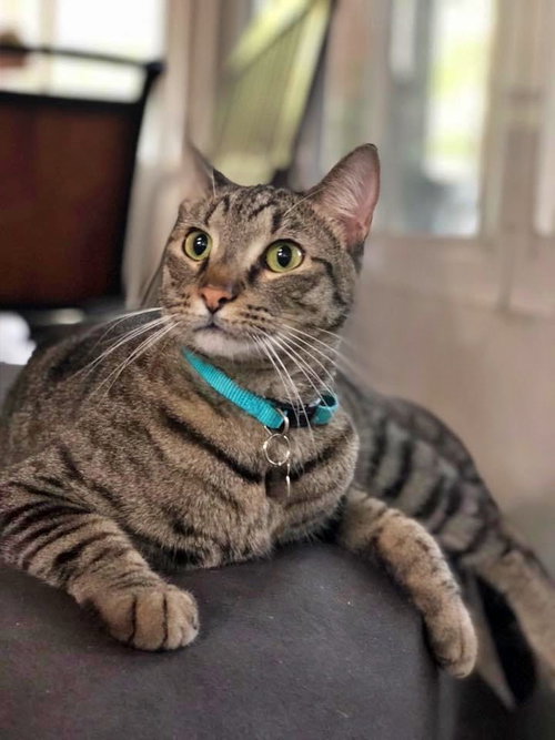 picture of the cat needing adoption