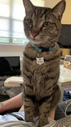 ELVIS #1750 - Offered by Owner- Sweet Senior
