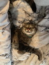 ELVIS #1750 - Offered by Owner- Sweet Senior