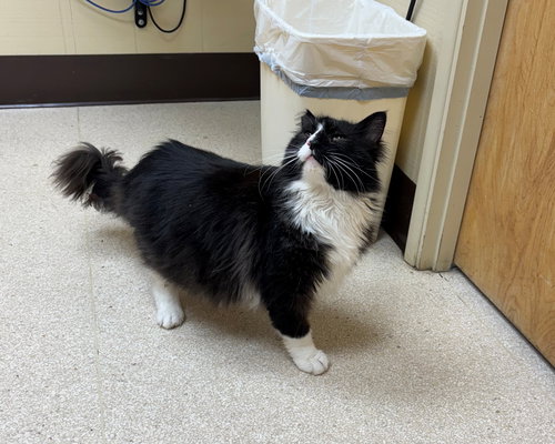 picture of the cat needing adoption