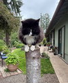 OSCAR #1757 - Offered by Owner - FIV+
