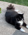 OSCAR #1757 - Offered by Owner - FIV+