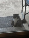 OSCAR #1757 - Offered by Owner - FIV+