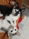 Arnold & Jenny: The Purrfect Kitten Pair!