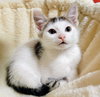 Arnold & Jenny: The Purrfect Kitten Pair!