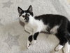 Arnold & Jenny: The Purrfect Kitten Pair!