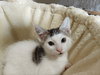 Arnold & Jenny: The Purrfect Kitten Pair!