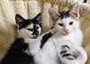 Arnold & Jenny: The Purrfect Kitten Pair!