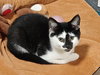 Arnold & Jenny: The Purrfect Kitten Pair!