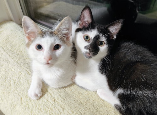 Arnold & Jenny: The Purrfect Kitten Pair!