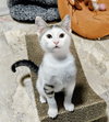 Arnold & Jenny: The Purrfect Kitten Pair!