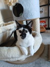 Jenny & Arnold: The Purrfect Kitten Pair!