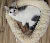 Jenny & Arnold: The Purrfect Kitten Pair!