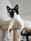 Jenny & Arnold: The Purrfect Kitten Pair!