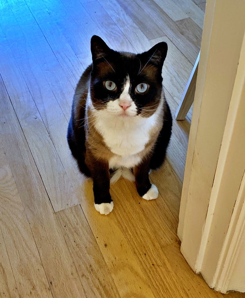 picture of the cat needing adoption