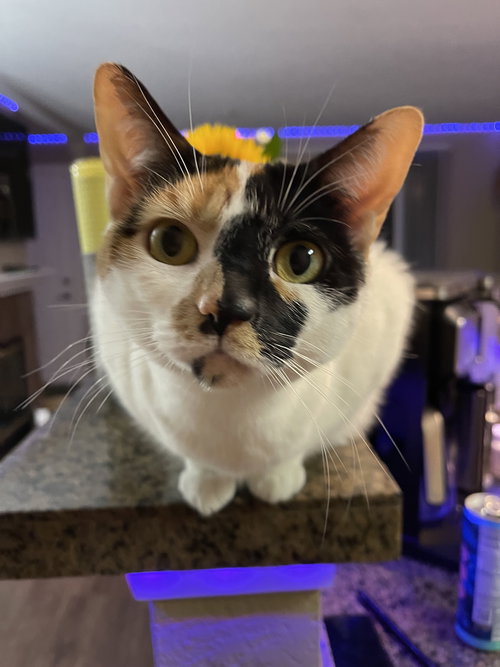 KAOS #1759 -Offered by Owner - Great Family Cat