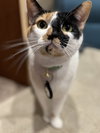 KAOS #1759 -Offered by Owner - Great Family Cat