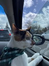 KAOS #1759 -Offered by Owner - Great Family Cat