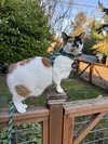 KAOS #1759 -Offered by Owner - Great Family Cat