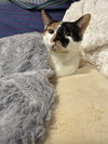 KAOS #1759 -Offered by Owner - Great Family Cat