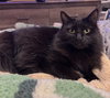 JINX #1760 - Offered by Owner - Young Female