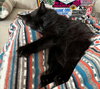 JINX #1760 - Offered by Owner - Young Female