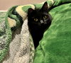 JINX #1760 - Offered by Owner - Young Female