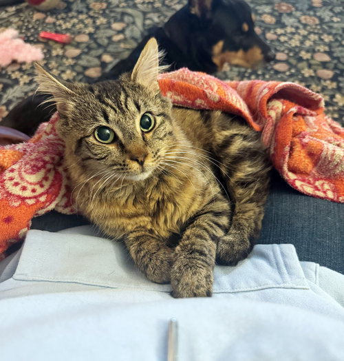 SAMWISE #1751 - Offered by Owner - Young Female