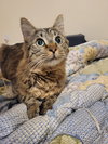 SAMWISE #1751 - Offered by Owner - Young Female