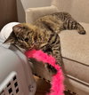 SAMWISE #1751 - Offered by Owner - Young Female