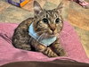 SAMWISE #1751 - Offered by Owner - Young Female