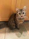 SAMWISE #1751 - Offered by Owner - Young Female