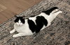 OLIVE #1763- Offered by Owner - Friendly Adult