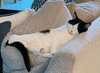 OLIVE #1763- Offered by Owner - Friendly Adult