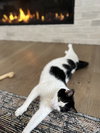 OLIVE #1763- Offered by Owner - Friendly Adult