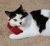 BIG & FLOOFY - Marlo - Doll-face Persian Mix