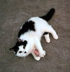 BIG & FLOOFY - Marlo - Doll-face Persian Mix
